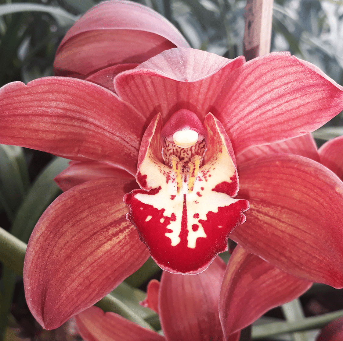 Sandridge Torch Cymbidium Orchid For Sale Buy Cymbidium Orchids