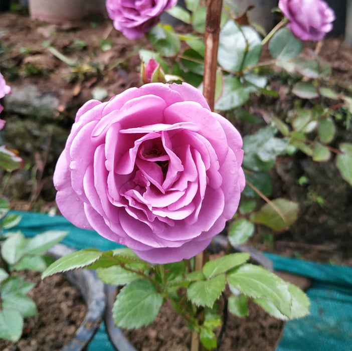 The Scotsman Rose | Hybrid Tea Rose