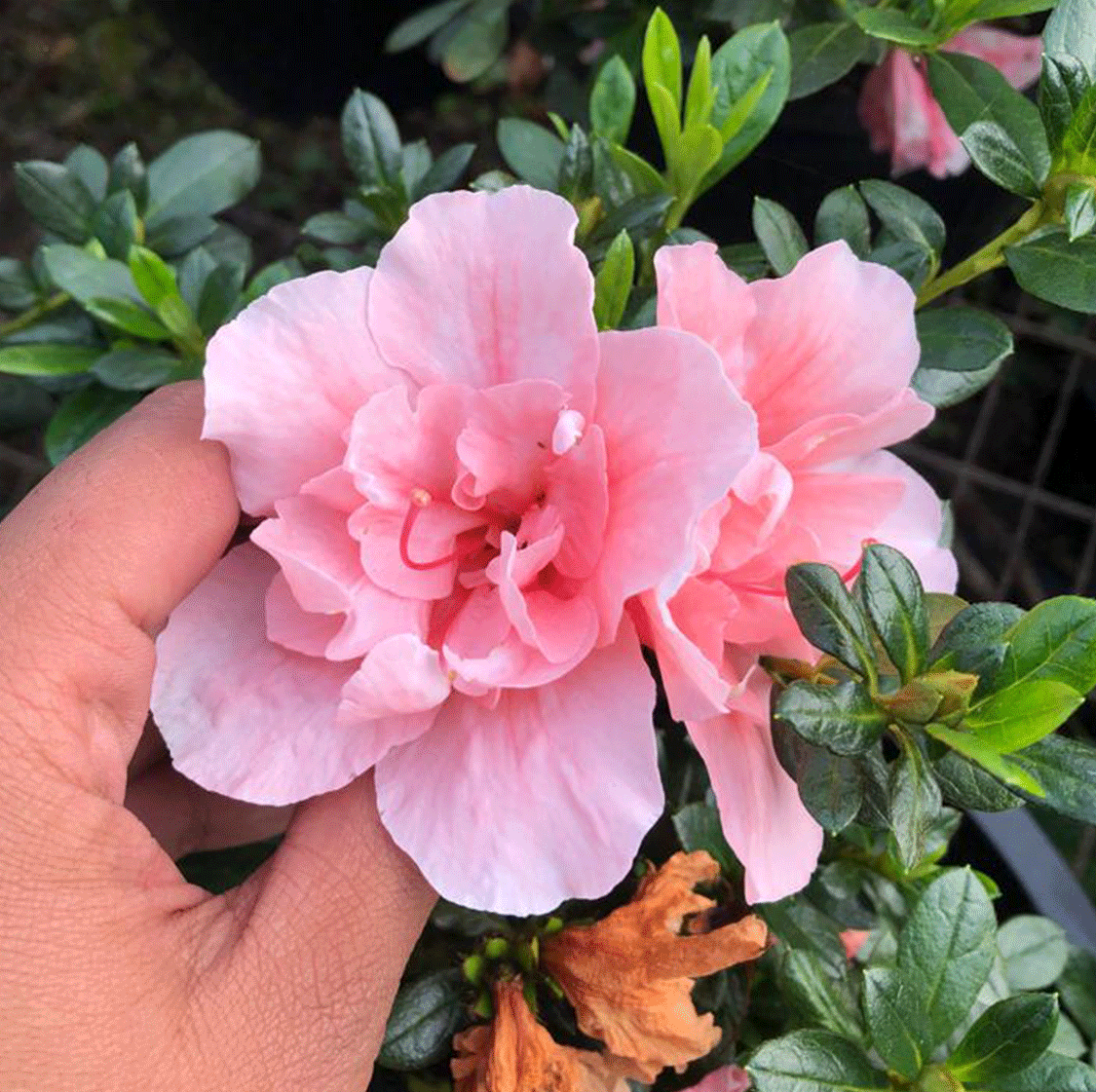 Azalea