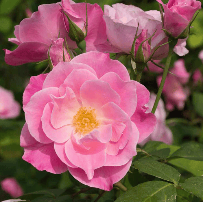 Simplicity | Floribunda Rose