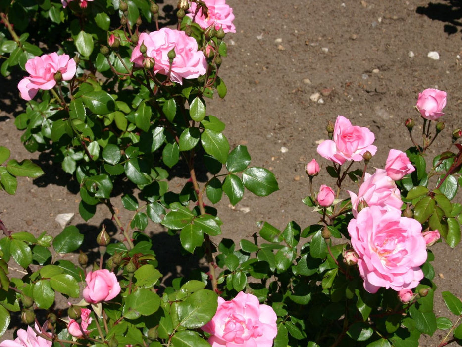 Centenaire de Lourdes Rose  | Floribunda Rose