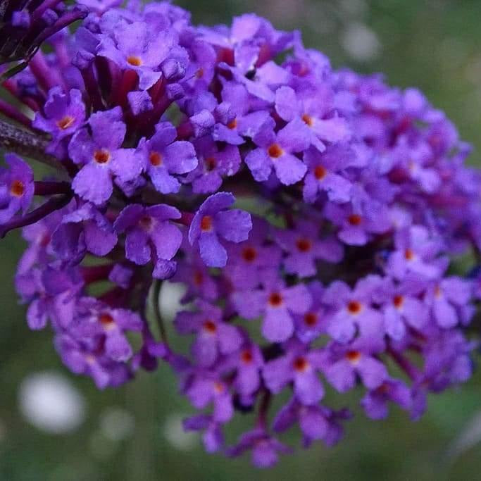 Buddleja_davidii - mainaam garden