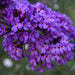 Buddleja_davidii - mainaam garden