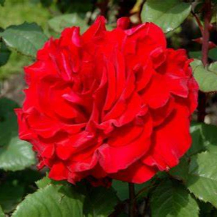 In the Mood™ | Hybrid Tea Rose