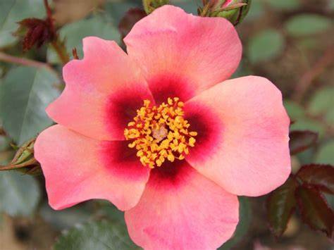 For Your Eyes Only | Floribunda Tree Rose