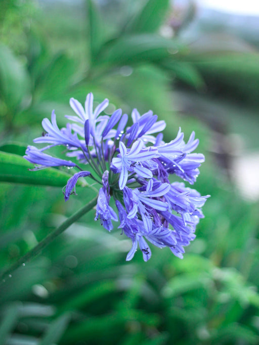 Agapanthus - Mainaam Garden