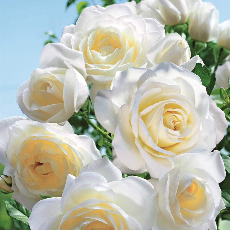 Tree Roses