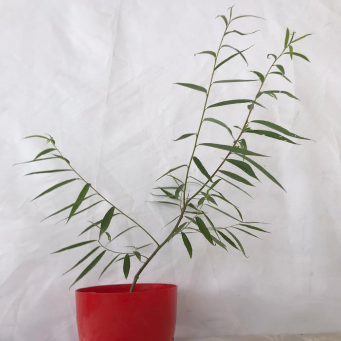 Weeping Willow