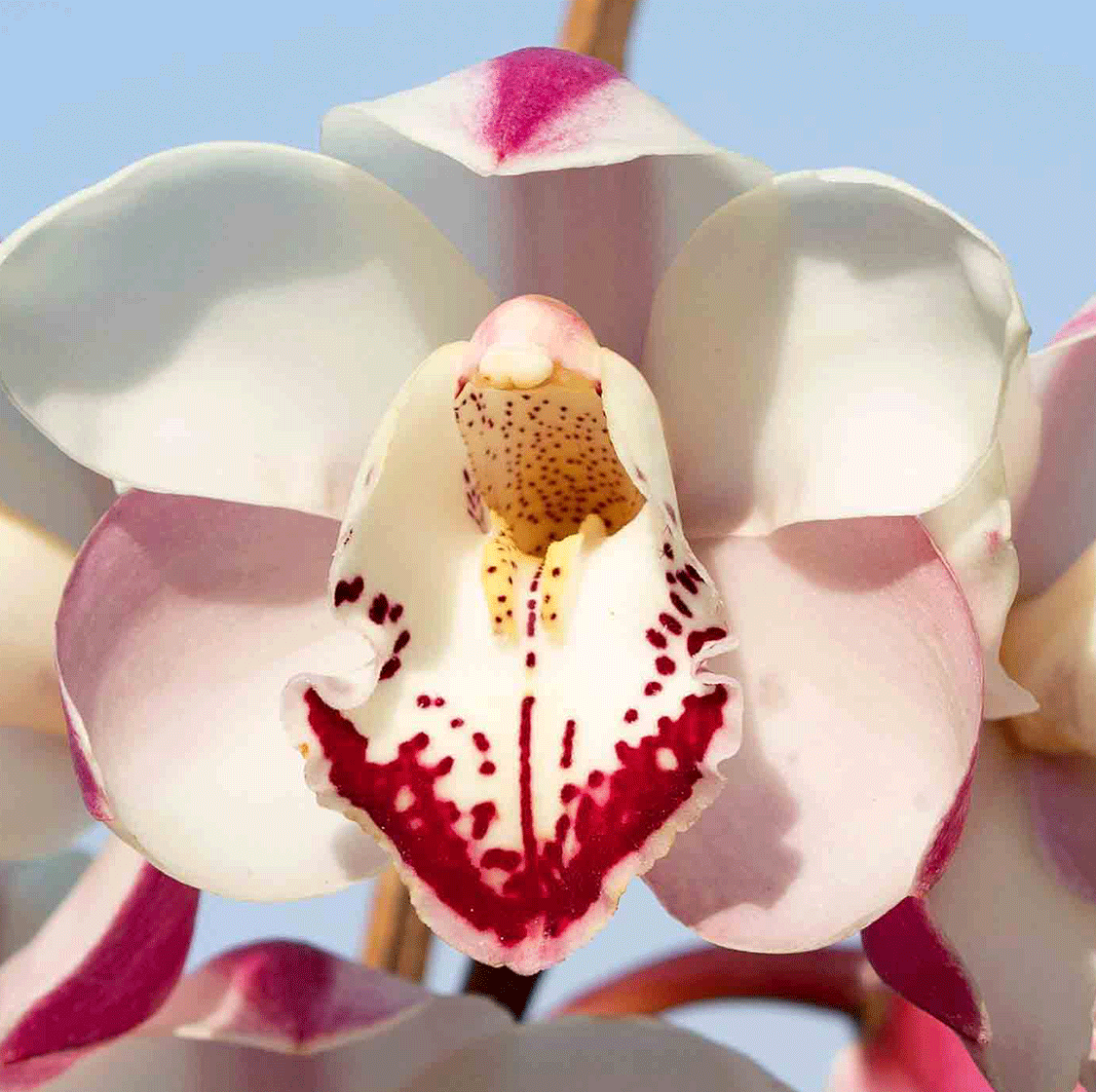 Zen Era Elizabeth Cymbidium Orchid (Mature)
